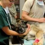 Veterinary Technician Job Description Sample, Duties, and Responsibilities