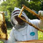 How to become a Certified Beekeeper