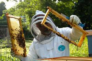 How to become a beekeeper