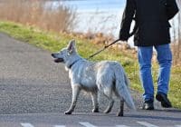 dog walker career