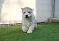 How to Become a Certified Dog Breeder