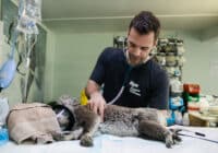 Veterinarian Job Description