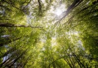 Environmental Consultant Job Description