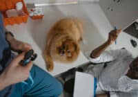 Veterinary Receptionist Job Description