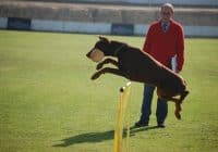 Certified Dog Trainer