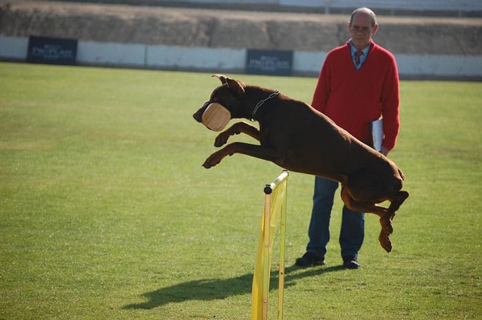 Certified Dog Trainer