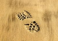 Forensic Scientist Job Description