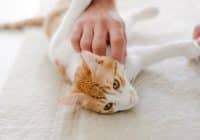 Pet Sitter Resume