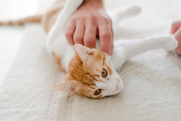 Pet Sitter Resume