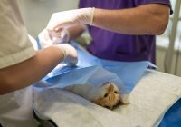 Veterinary Assistant Job Description