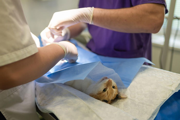 Veterinary Assistant Job Description