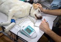 Veterinary Technician Job Description