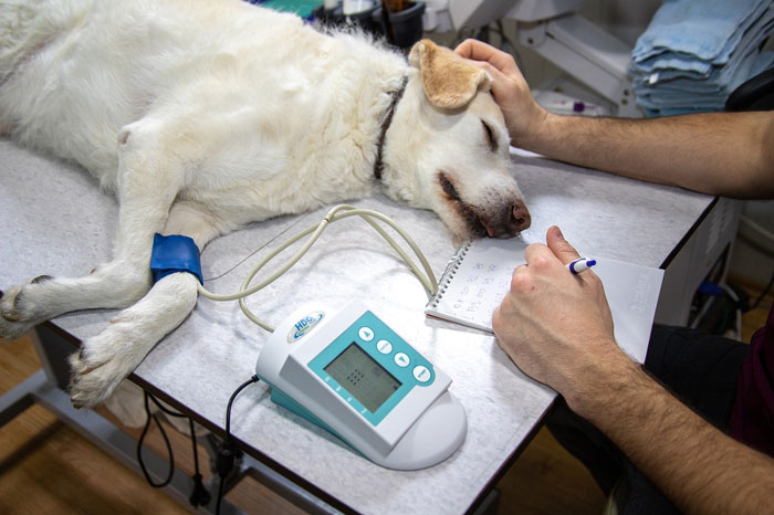 Veterinary Technician Job Description